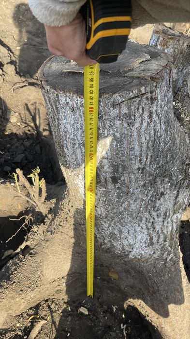 Корінь грецького горіха, свіжий 15-20 років