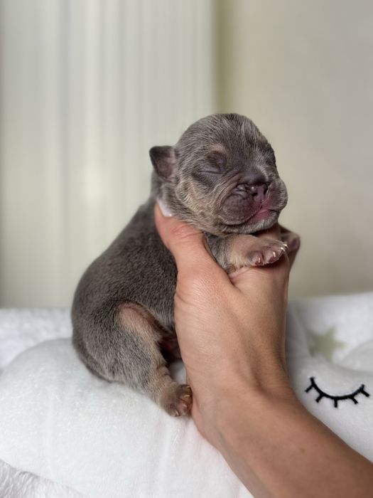 Buldog francuski lilac tan piesek