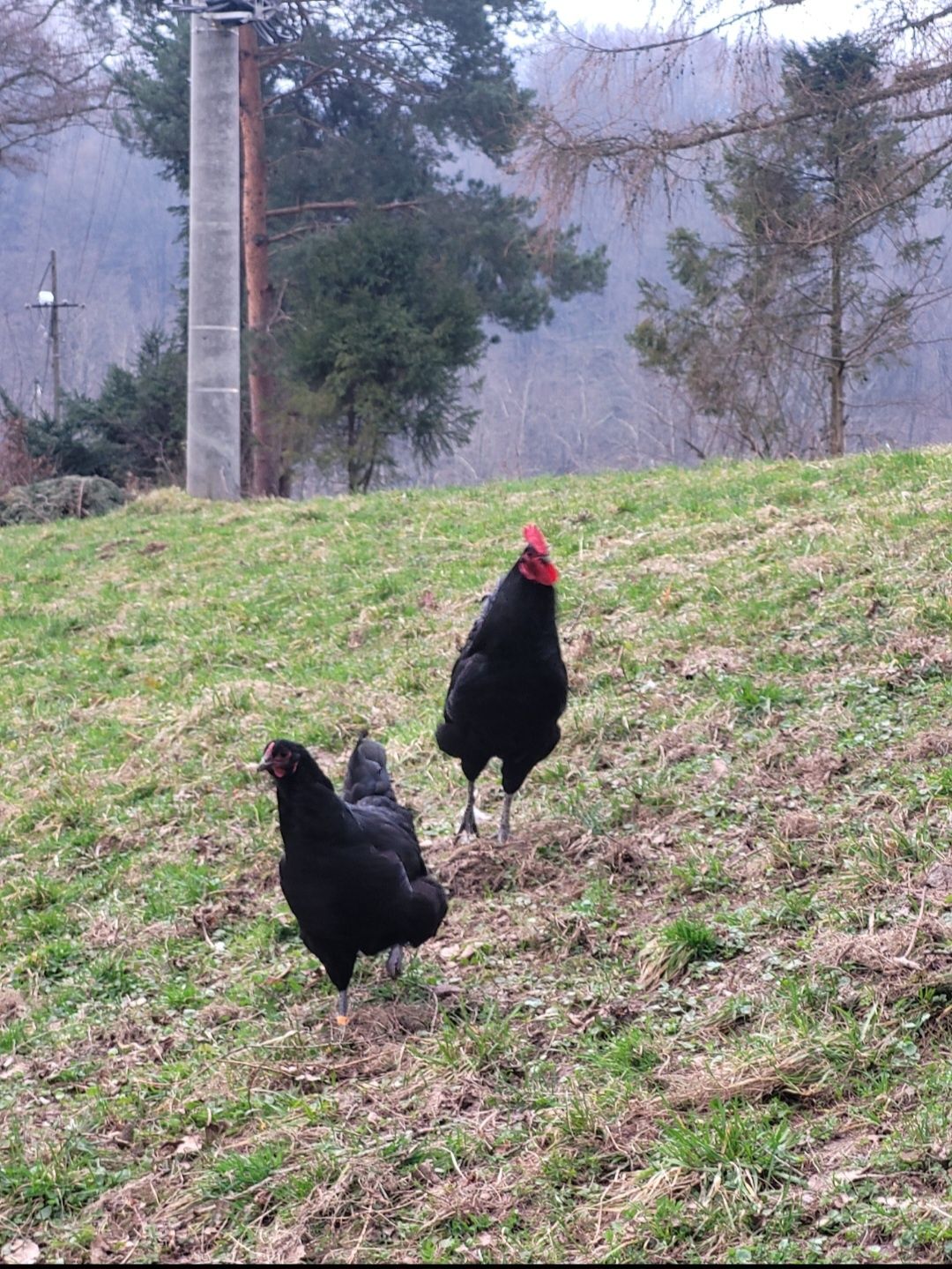 Młody kogut Australorp