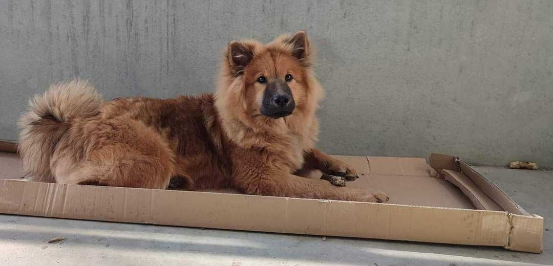 Eurasier - zapowiedź miotu psów rasowych