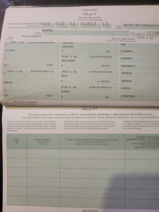 Ogier sztumski programowy kary