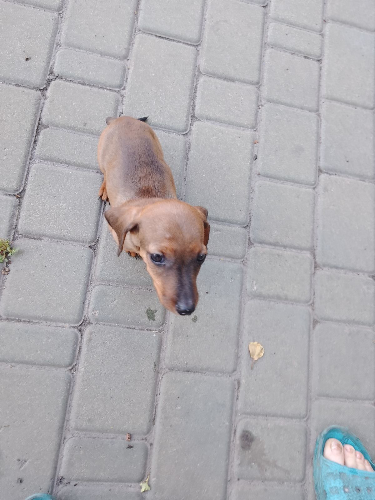 Цуценята такси 3 міс.