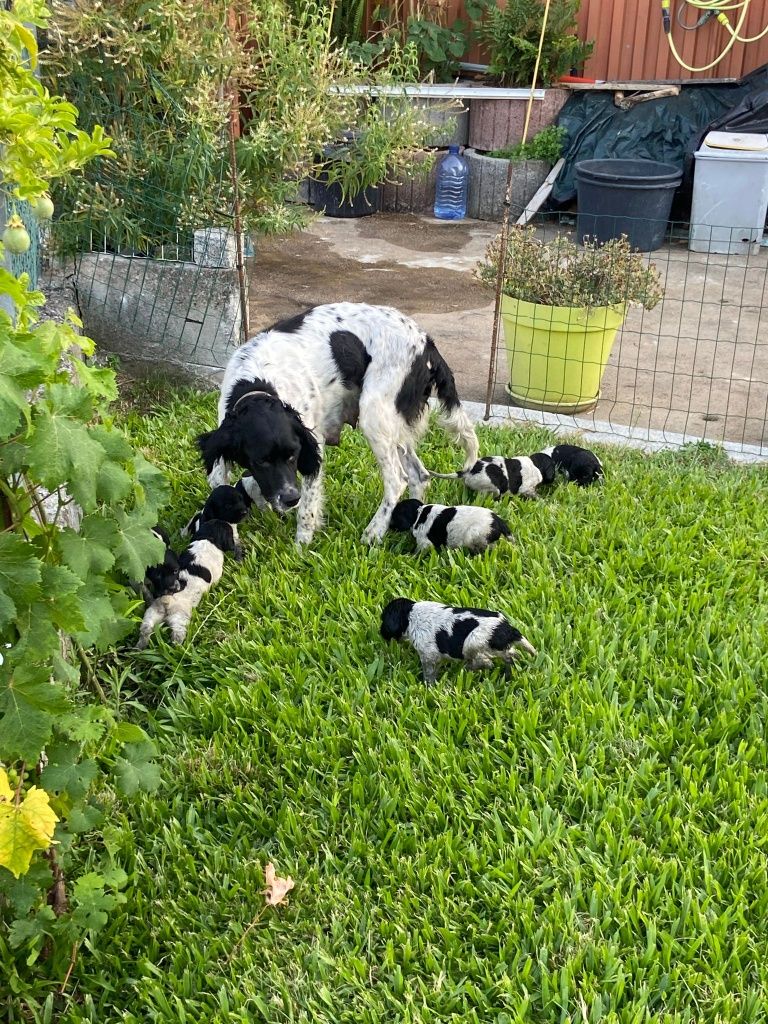 Cães para adoção