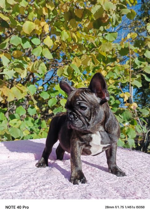 Buldog francuski marengo