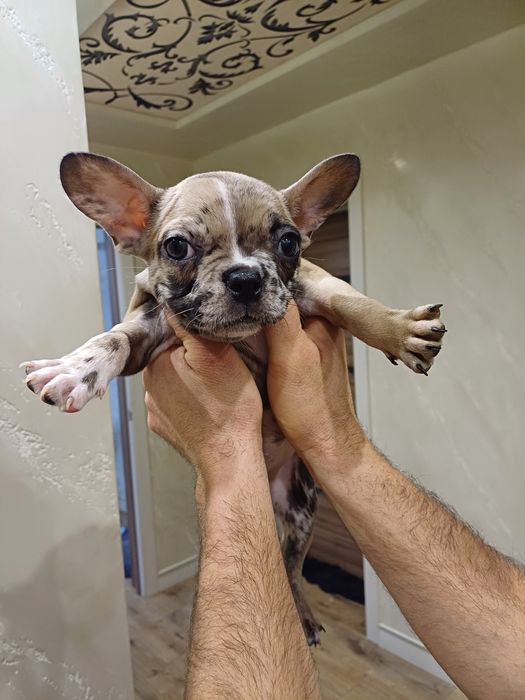 Щенки французи ожидают на своих родителей