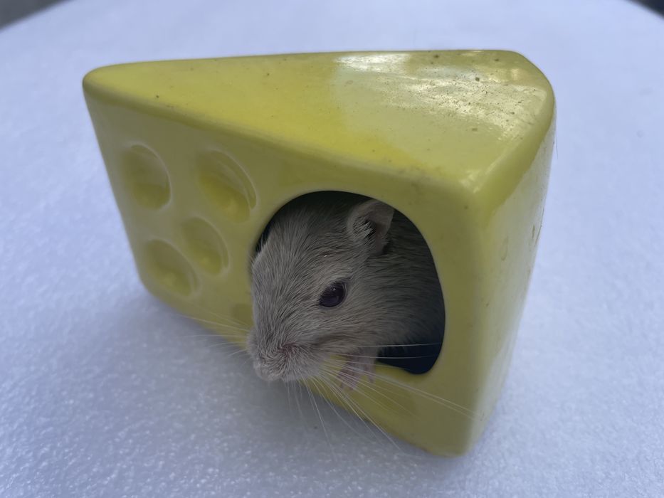 Песчанка піщана миш песчаная мышь хомяк