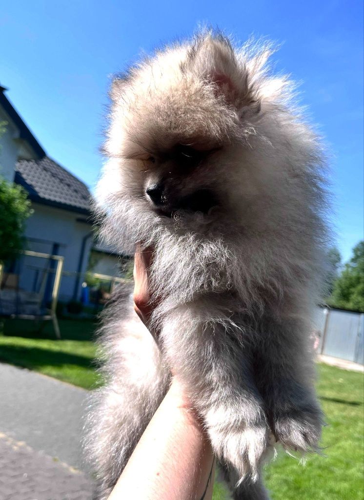Dziewczynka 15 tyg szpic miniaturowy