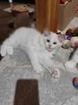 Śliczny kocurek Ragdoll blue bicolour