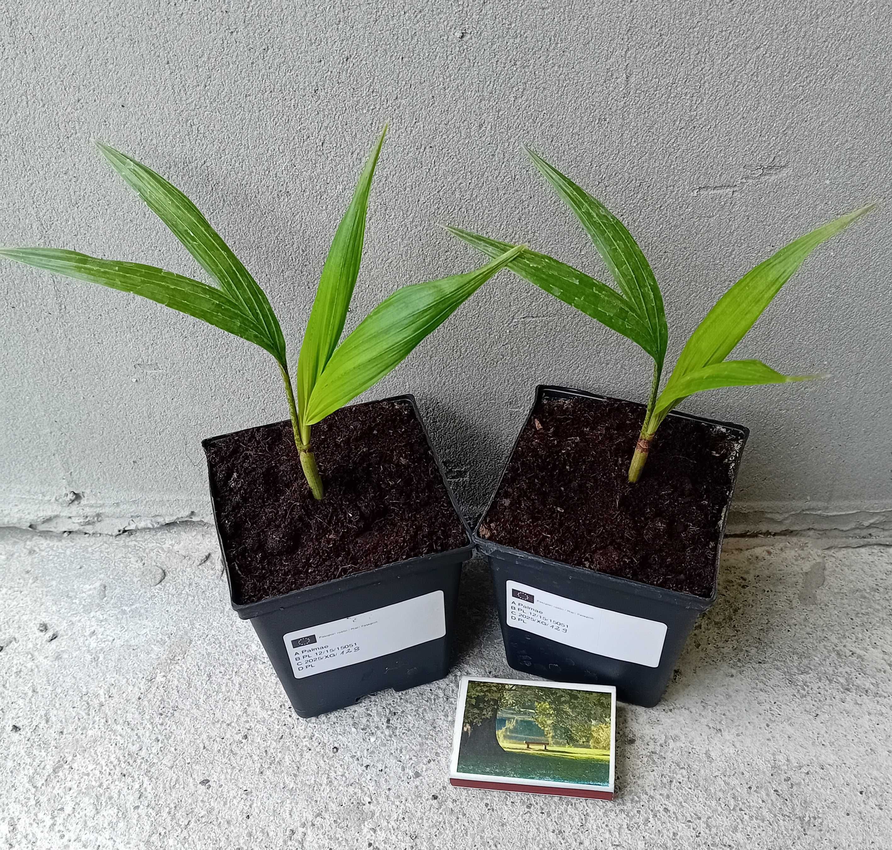 Feniks panujących (Archontophoenix alexandrae) RARYTAS!
