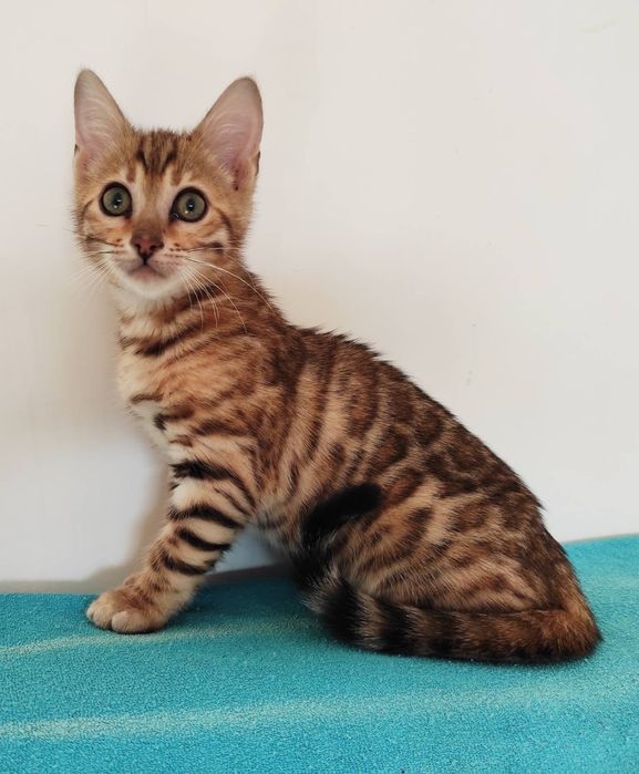 Бенгальская кошечка