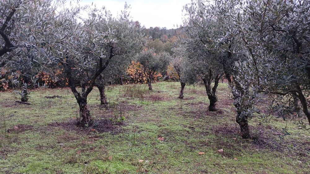 Oliveiras decorativas