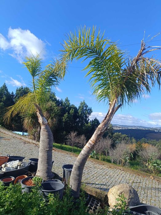 Coqueiros para jardim