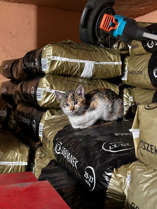 Oddam małe kotki, okolica Rudnej