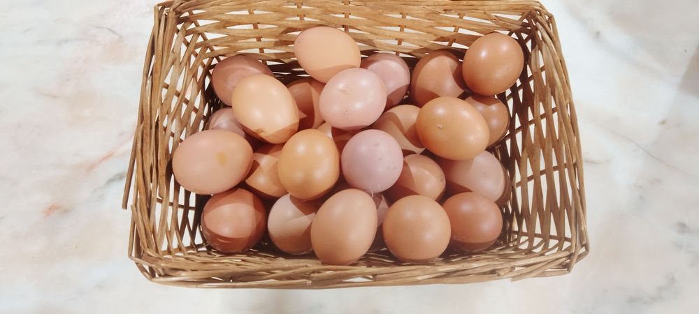 Ovos caseiros do dia