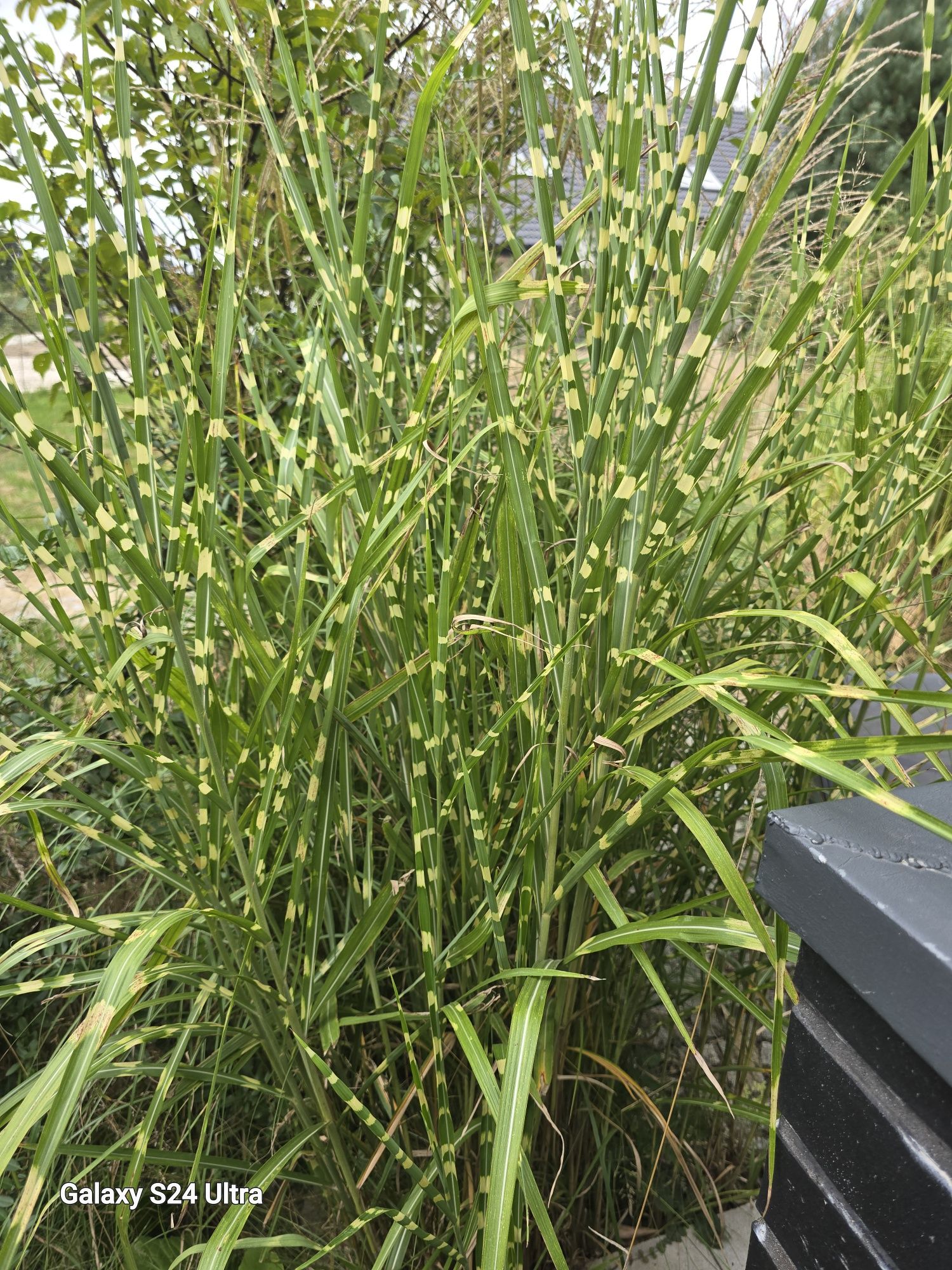 trawa  zebra wieloletnia