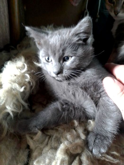 Отдаю в хорошие руки котят