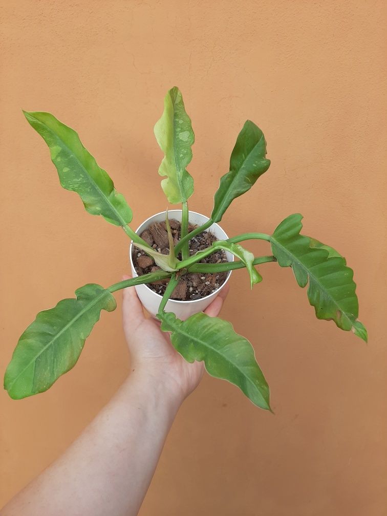 Philodendron ring of fire