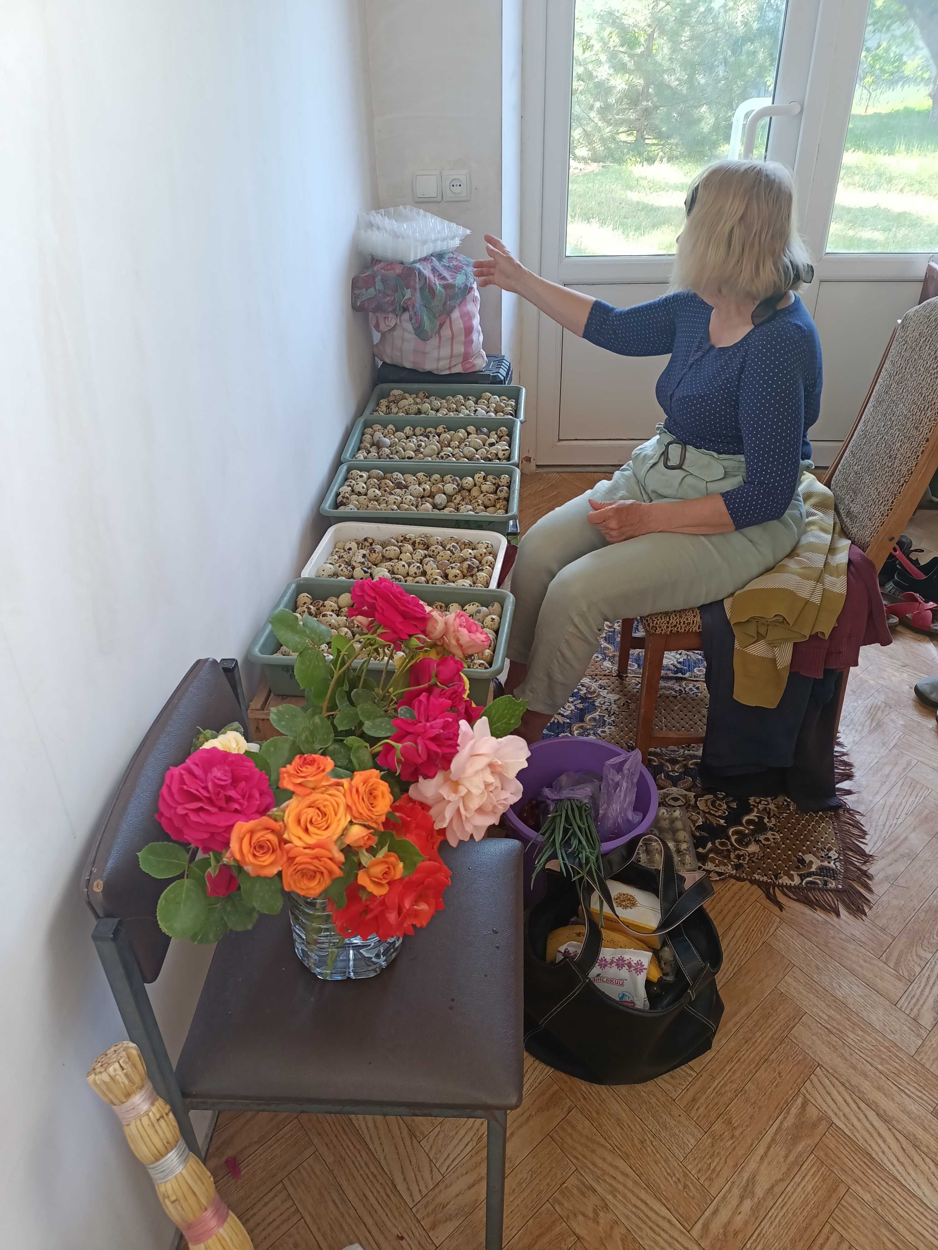 Продам яйця перепелині опт, перепела, обладнання
