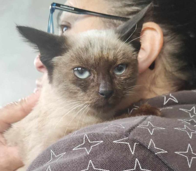 Gatinha bebe para adoção