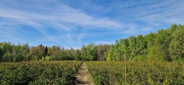 Sprzedam działkę rolną/plantacja choinek