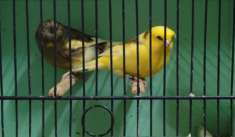 Canários Gloster de linhagem campeã