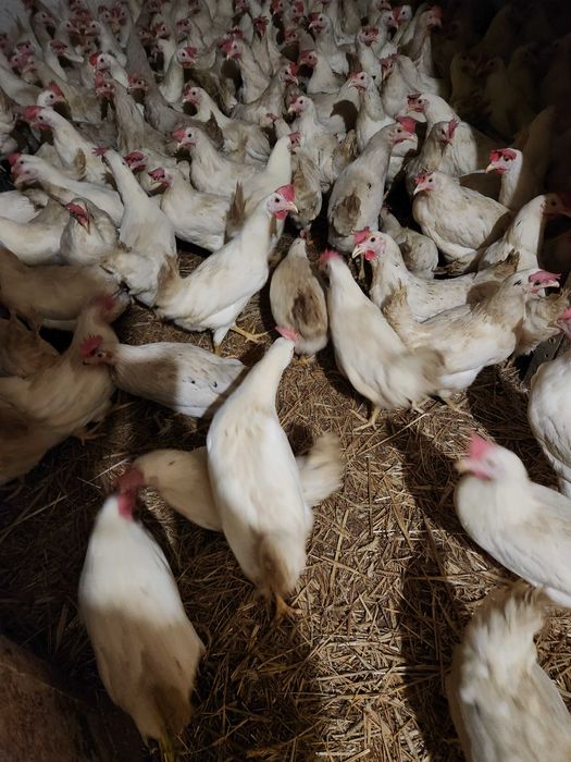 Kury szczepione zdrowe ! Nioski z wolnego wybiegu ! ZAPRASZAM !