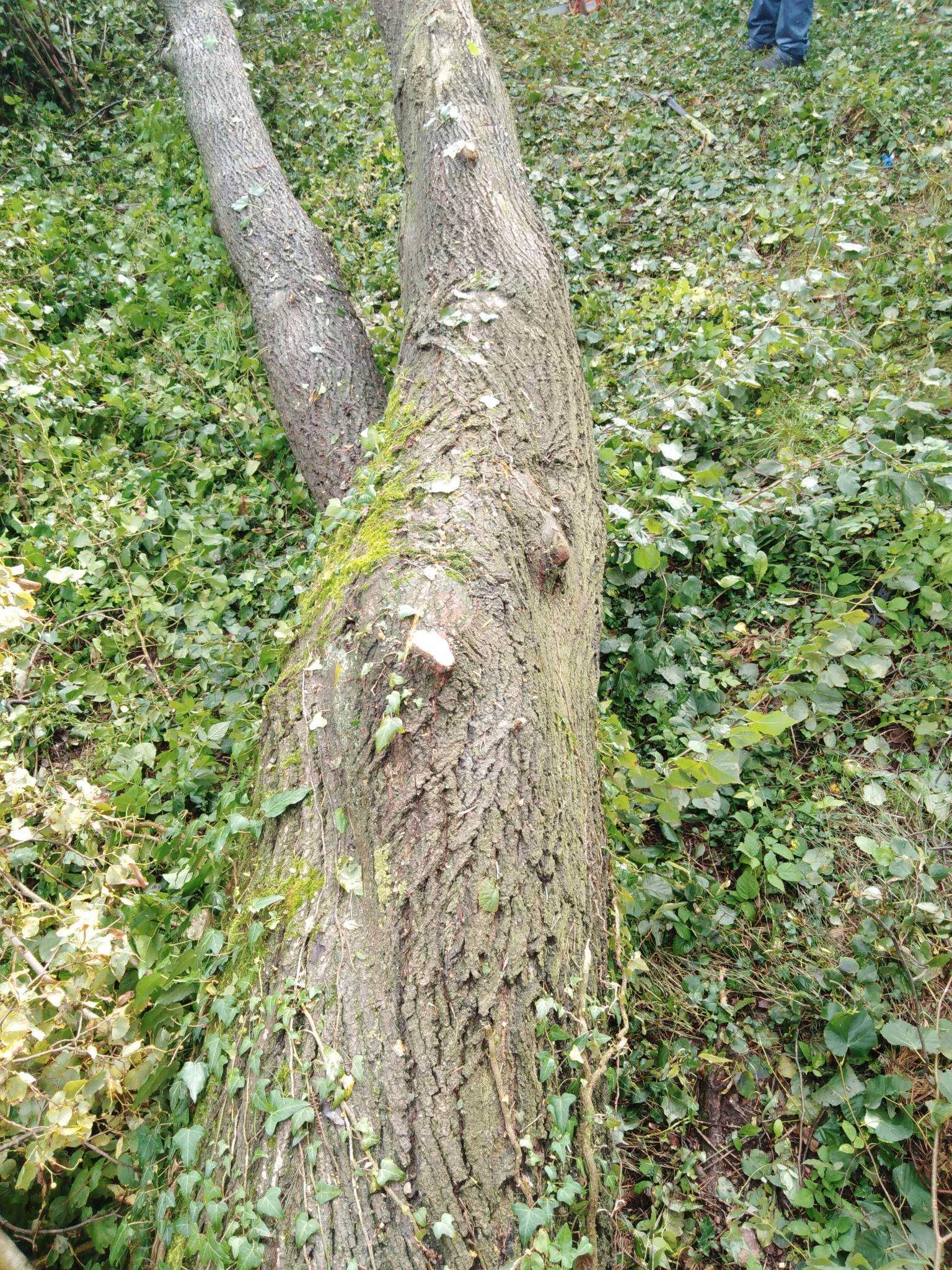 Drzewo lipa do rzeźbienia, cale z korzeniem