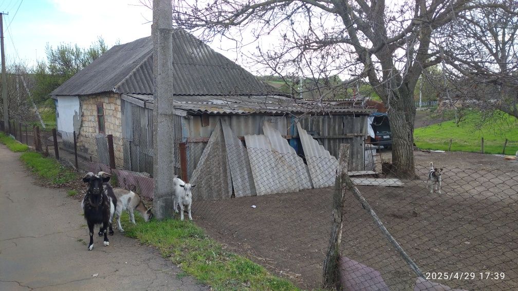 Продам два дома подряд с  большим земельным участком