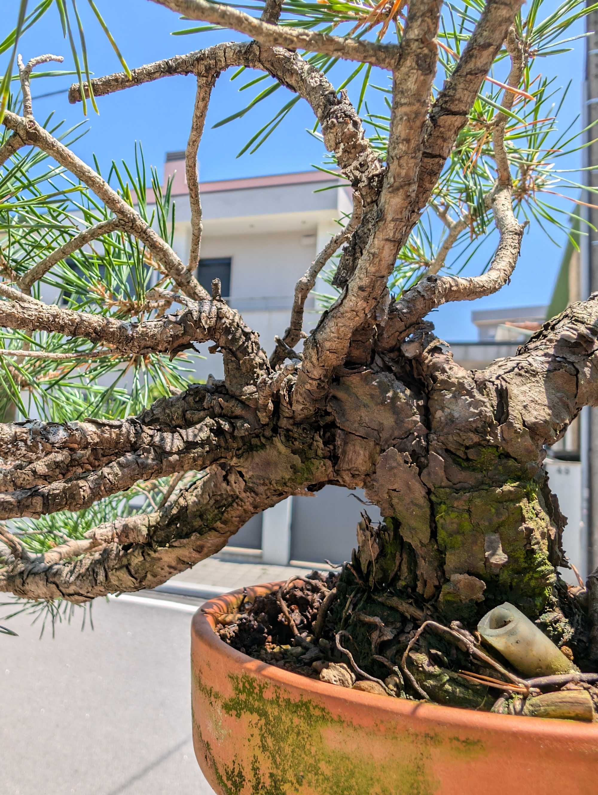 Pré Bonsai Pinheiro Silvestre
