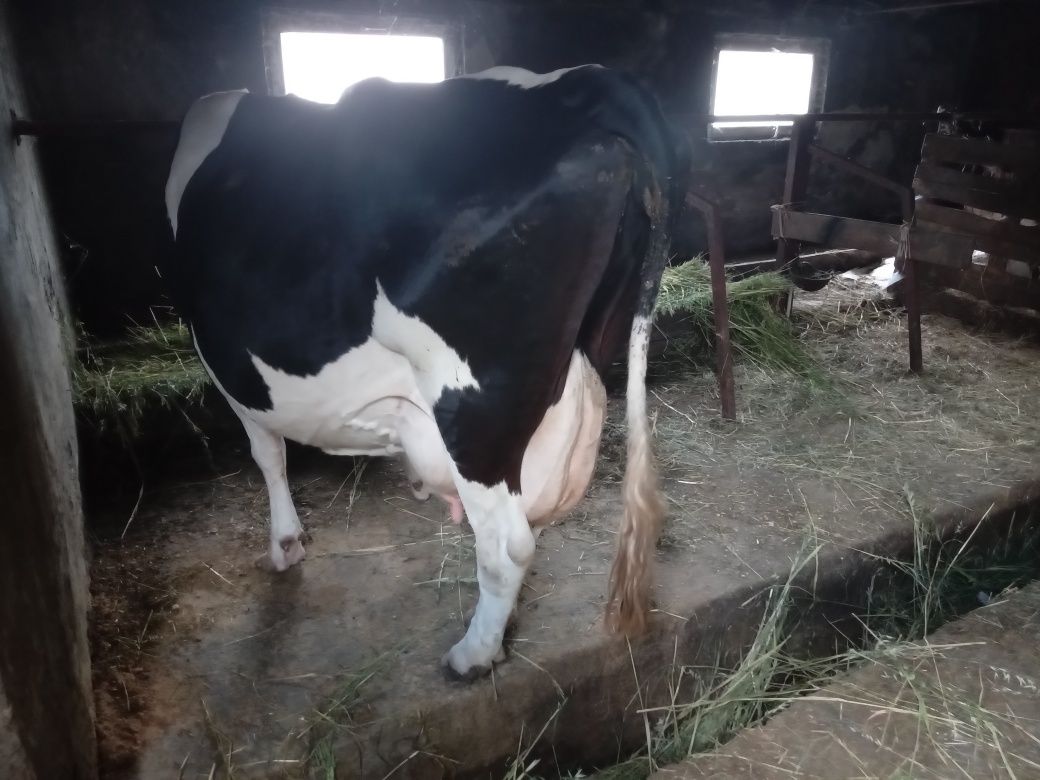 Продам добру корову