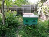 Продам пчелосемьи три улика