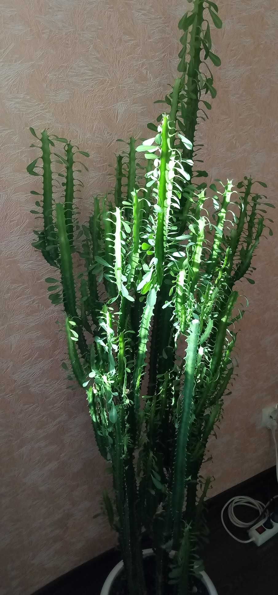 комнатное растение Малочай трехгранный/ Эуфорбия