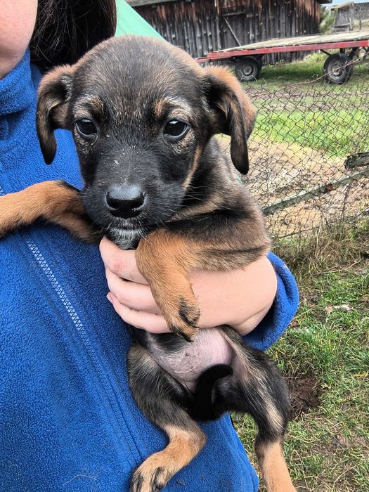 Oddam za darmo 4 suczki