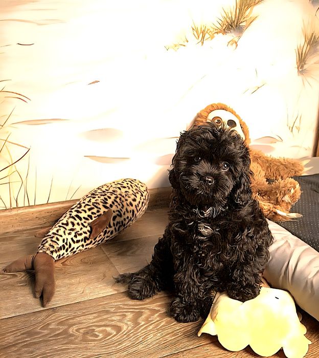 Кавапу ф1 хлопчик