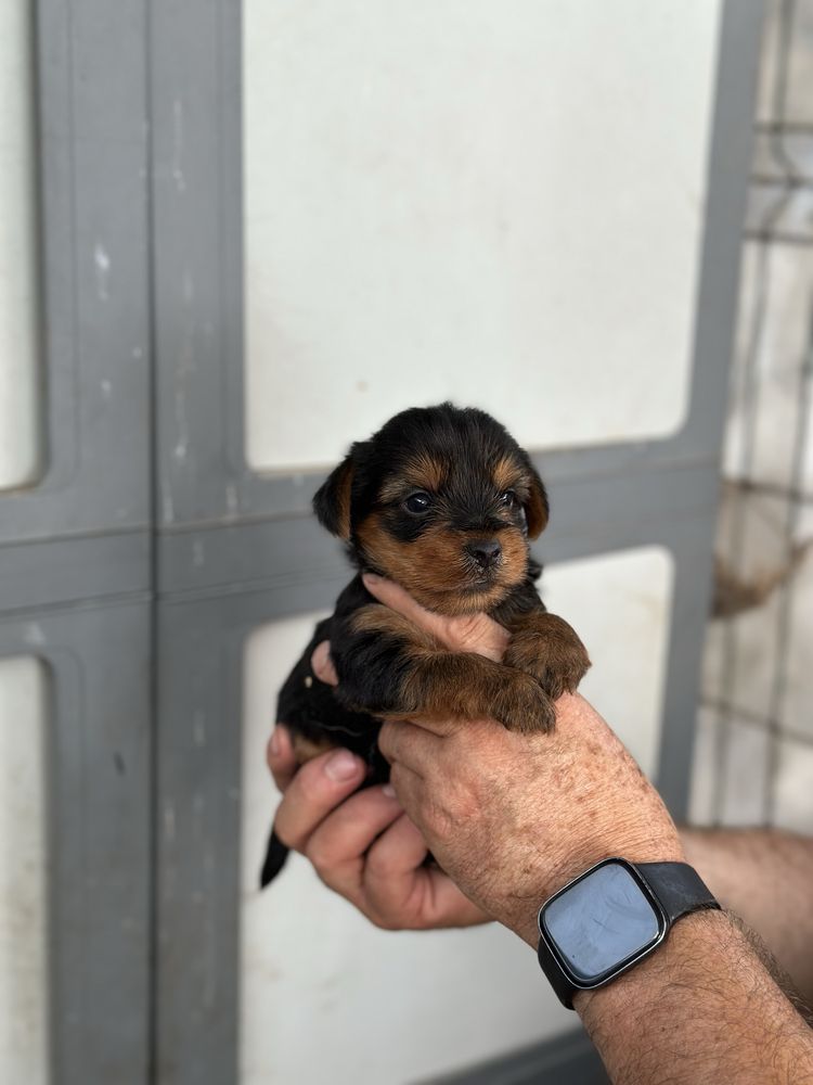 Yorkshire Terrier
