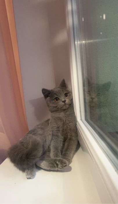 Британстке короткршерстне кошеня