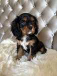 Piesek Cavalier King Charles Spaniel