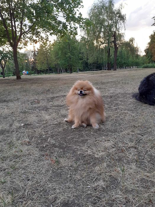 Вязка собак шпиц