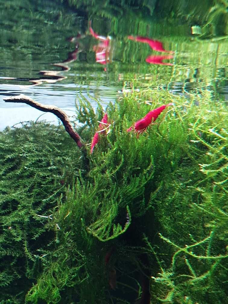 Krewetka Sakura czerwona - nasza hodowla - sklep AKWAREKS