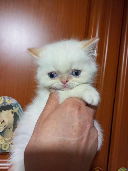 Перс екзот короткошерстний