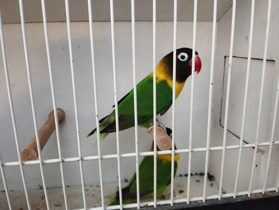 Nierozłączeki  czerwonoczelne para