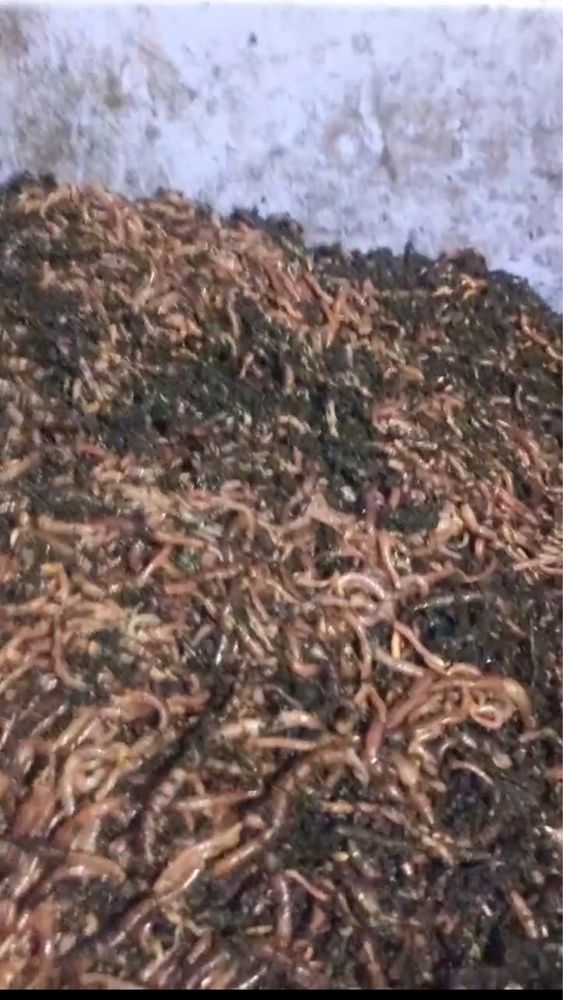 Хробак червяк фасований черв‘як роздріб опт для рибалки