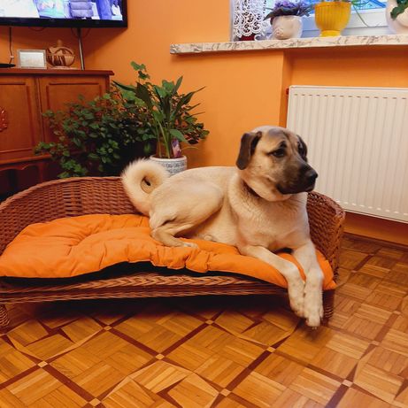 wiklinowa duża 120cm solidna sofa na nóżkach dla psa  poduszka gratis,