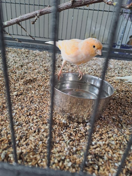 Sprzedam kanarki samiczki lub zamienię