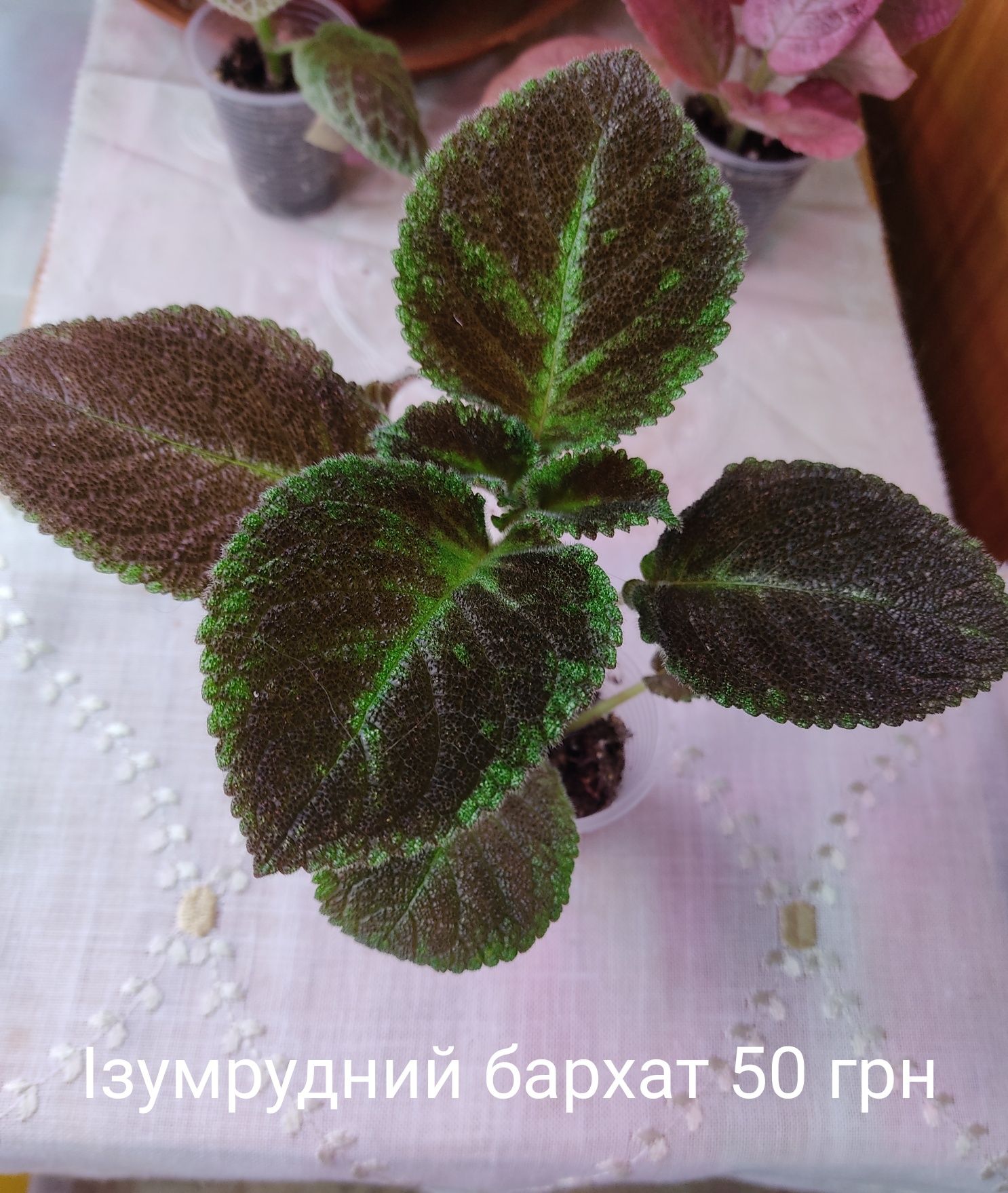 Епісцї 50грн.Висилаю Новою Поштою при сприятливих умовах Укрпоштою.Мін