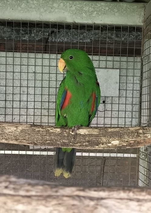 Papagaio eclectus macho