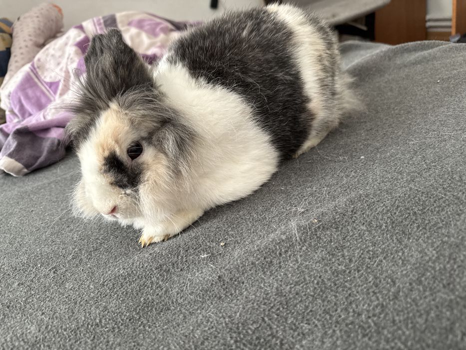 Krolik Lionhead