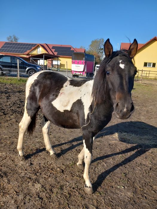 Sprzedam ogiera hucuła