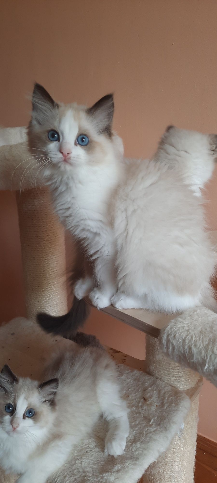 Ragdoll kotka FPL po championie