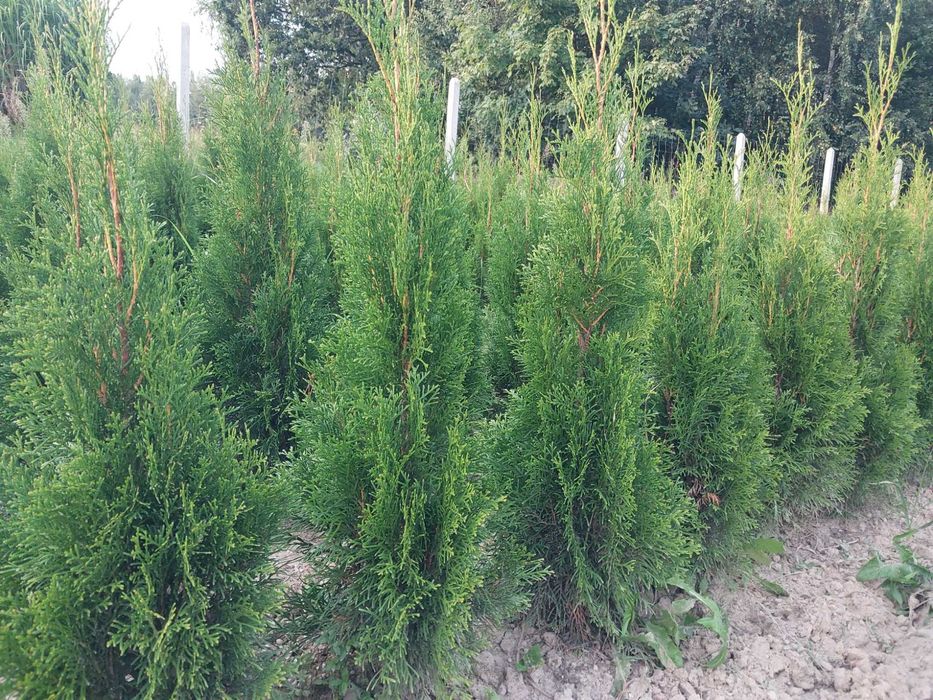 Żywotnik SMARAGD (TUJA SZMARAGD) wysokość 80-90 cm kopana z gruntu